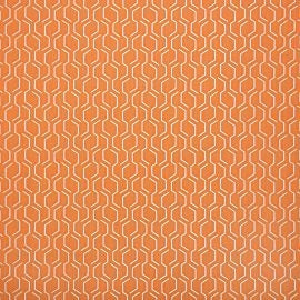Adaptation Apricot